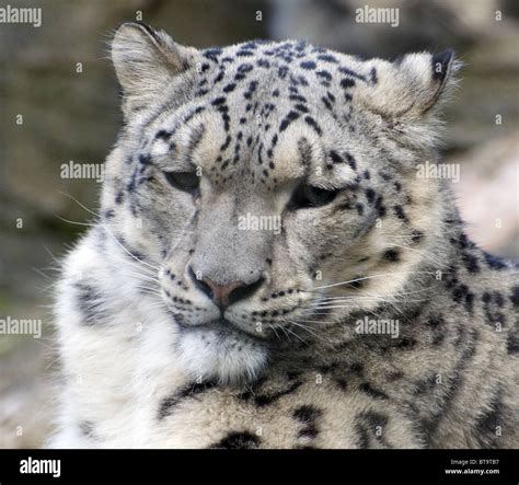 Male Snow Leopard Headshot Stock Photo Alamy