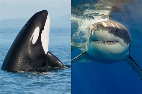 Two Orcas In South Africa Are Hunting Great White Sharks