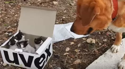 Rescue Pup Finds Box Of Abandoned Kittens Instantly Decides To Be