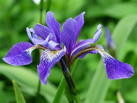 Flower Blue Iris Free Photo On Pixabay