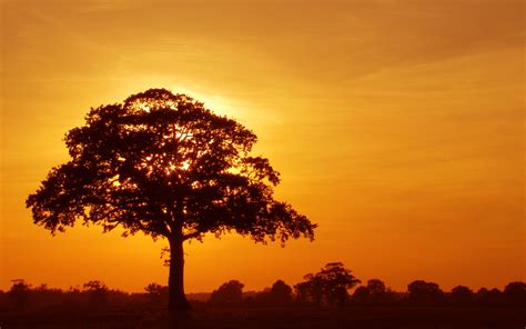 Burning Tree Computer Wallpapers Desktop Backgrounds 2560x1600 Id