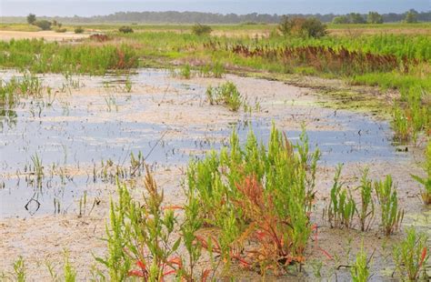 Two Illinois Wetlands Receive International Honors Prairie Rivers Network