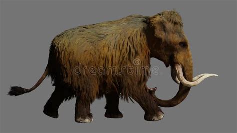 Woolly Mammoth Walking On Gray Background Animation Stock Footage