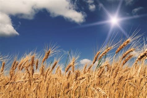 Картинки пшеничное поле (50 фото) • Прикольные картинки и позитив
