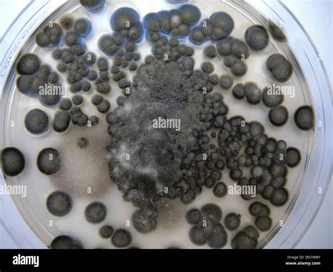 Cladosporium Cladosporioides Molde En Una Placa De Petri Es Un Hongo