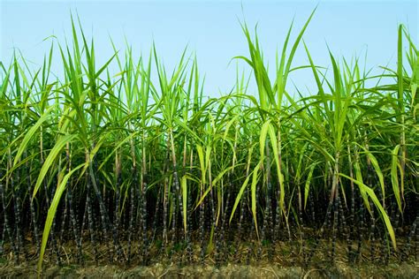 Sugar Cane Worlds Biggest Source Of Sugar Information About Crops