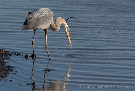 Great Blue Heron Fishing Ruth Walker Art And Photography
