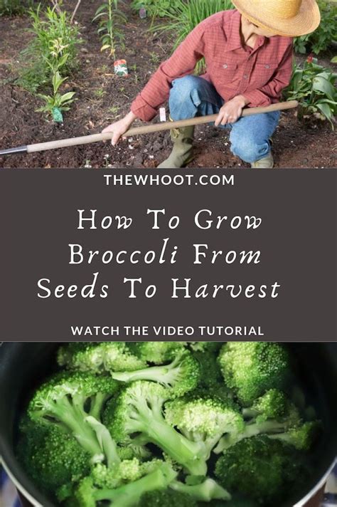 How To Grow Broccoli From Seeds To Harvest The Whoot Growing