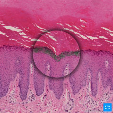 Skin Cells Layers And Histological Features Kenhub