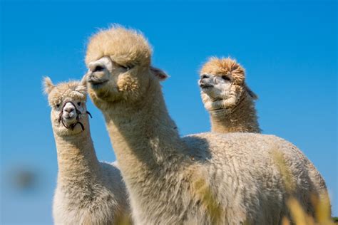A Country Like No Other - Top 10 Wildlife of Peru to Discover