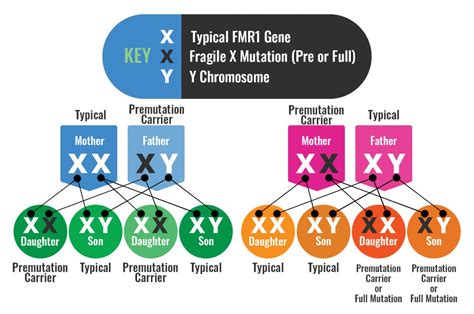 How Is Fragile X Syndrome Inherited Nfxf