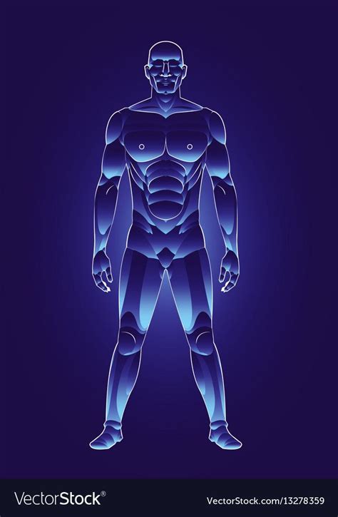 Blue Light Human Male Body Vector Image On Vectorstock In 2020 Human