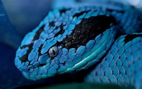 Colorful Viper Snake Pictures Goimages I