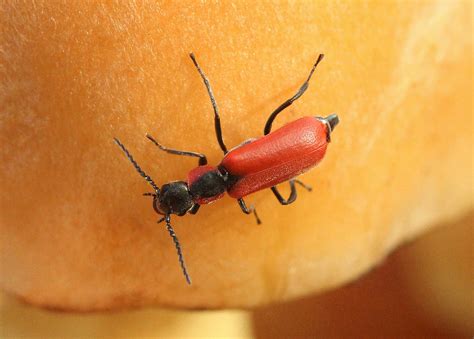 The name cardinal beetle typically refers to three different species of beetles. Tiny Black-Headed Cardinal Beetle | As you can tell from ...