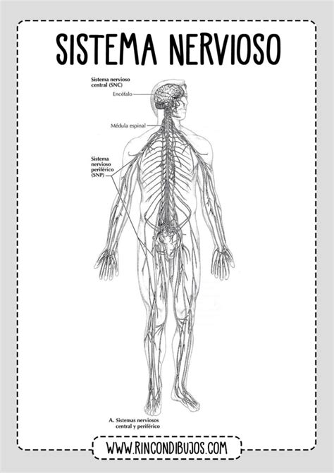 Partes Del Sistema Nervioso Fichas Explicativas
