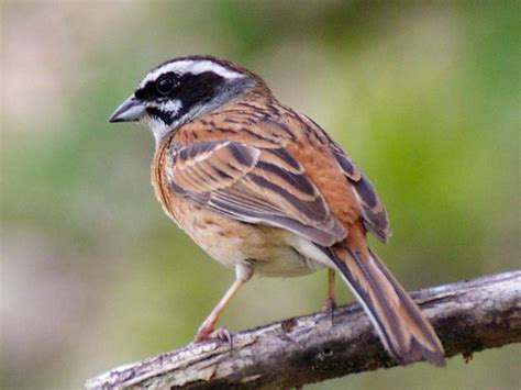 Emberizidae Sparrows Juncos Towhees Gallery Wildlife Journal Junior