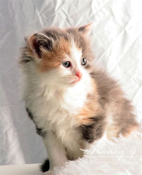 A Multi Colored Long Hair Calico Kitten Nancy Greifenhagen Calico