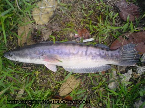 Savesave ikan air tawar di malaysia for later. Renjer Sungai: INFO TENTANG IKAN TOMAN.