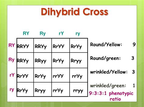 Dihybrid Punnett Square Ratio With Respect To Mendels Experiments Dihybrid Cross Of