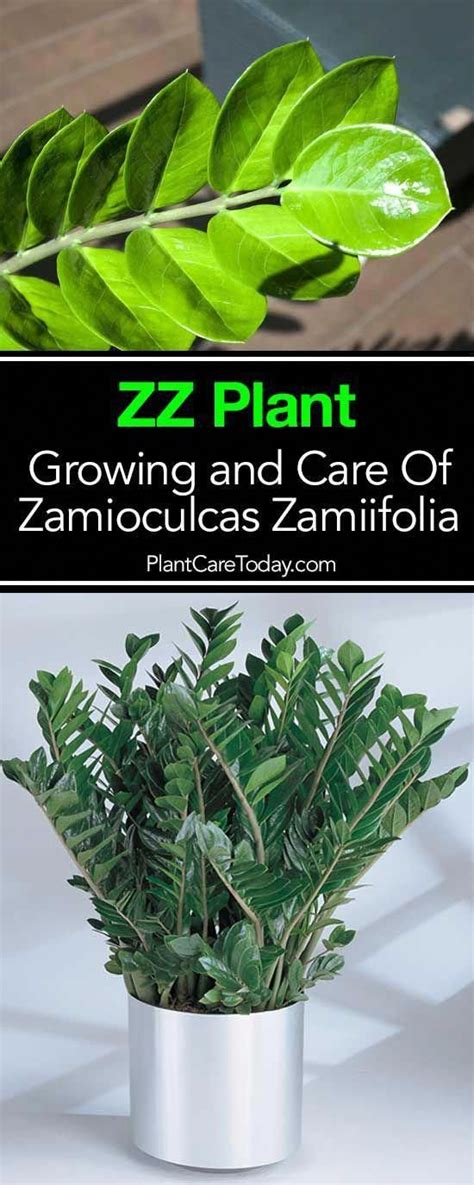 Zz Plant Care For Zamioculcas Zamiifolia Indoor Plants Low Light Zz