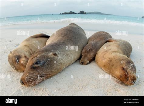 Four Galapagos Sea Lions Zalophus Wollebaeki Sleeping On Beach