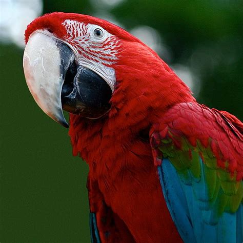 Macaw Rio Wiki Fandom Powered By Wikia