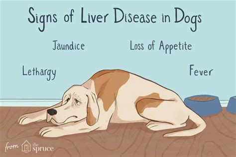 How Long Can A Dog Live With High Liver Enzymes Dog Carely
