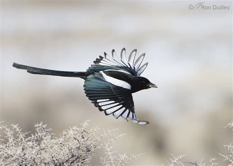 Black Billed Magpies Constructing Their Nest Feathered Photography