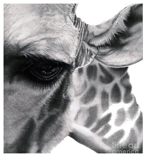 Realistic Pencil Drawing Of A Giraffe Original Pencil Drawing Drawing