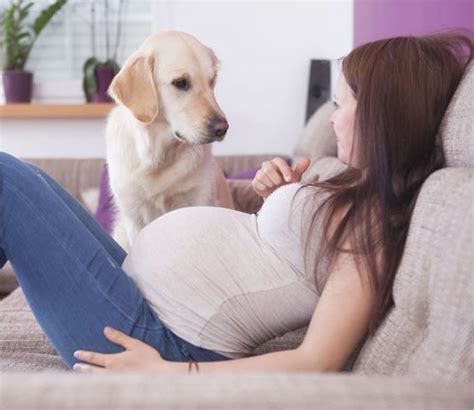 Can Dogs Sense Pregnancy In Humans Petsourcing