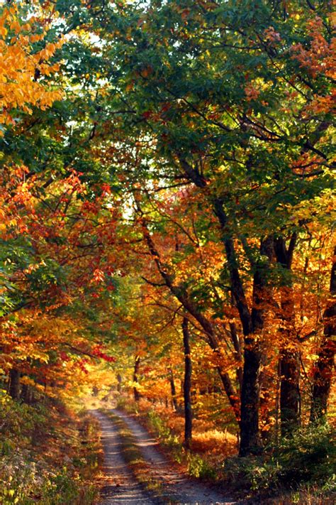 Autumn Country Road Along Mountain Forest Foliage Autumn Fall Nature