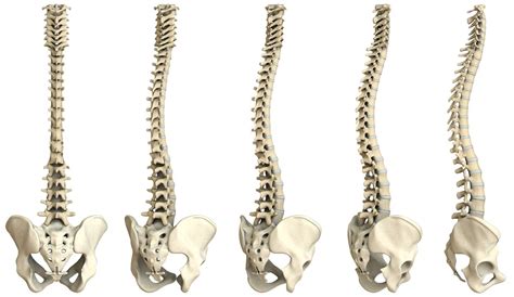 The Anatomy Of The Spine And Pilates Benefits