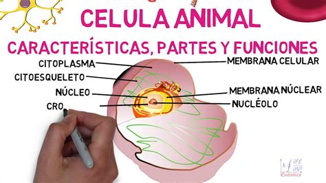 ¿cuáles Son Las Principales Características De La Célula Animal