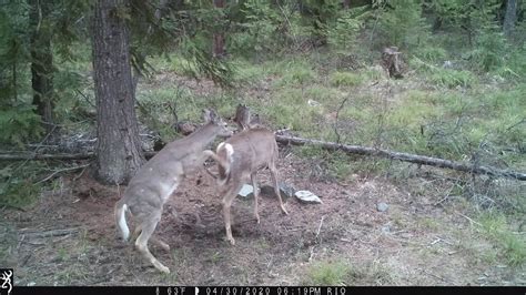 Whitetails Deer Youtube