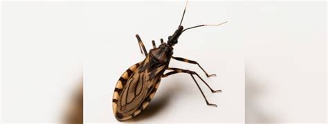 Fatal Kissing Bug Overlooked In The Us Smashdatopic