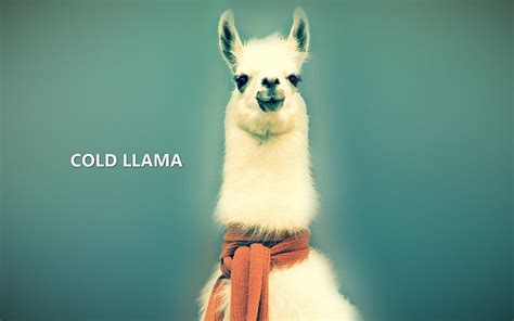 White Llama Animals Lama Llamas Abstract Nature Hd Wallpaper