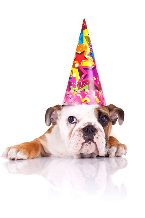 Dog With Happy Birthday Hat Collection Of Birthday Dog Png Pluspng