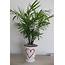 Indoor Plant Of The Month For February Mini Love Palm  Life Is A Garden