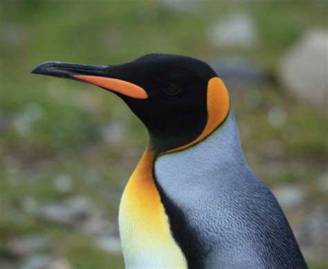 King Penguin Aptenodytes Patagonicus