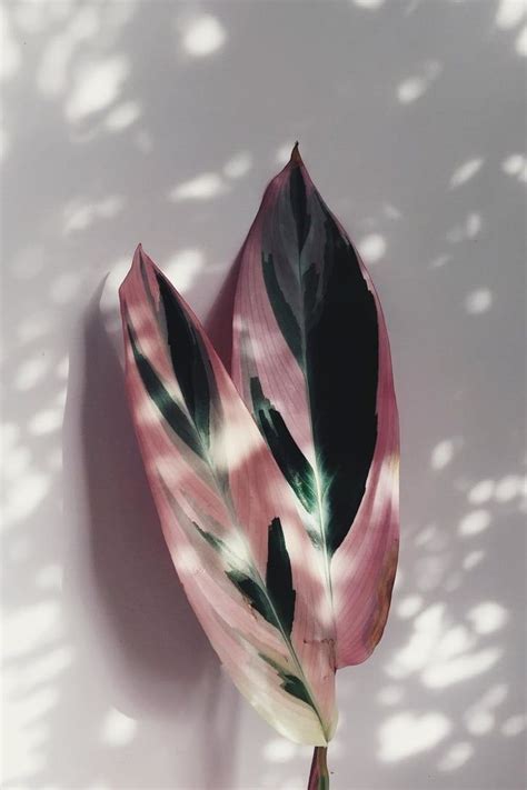 You can add these similar attributes in your indoor garden by growing houseplants with pink streaks, stripes, and smudges to have a dash of rosy hue. PSA: Pink Houseplants Exist, and They're Absolutely ...