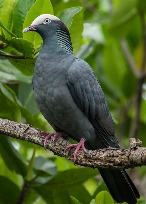 White Crowned Pigeon Introduction Neotropical Birds Online