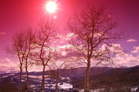 Free Stock Photo Of Colorado Pink Sky Sunset With Aspen Trees