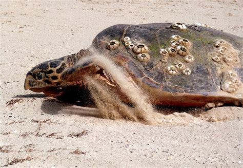Critically Endangered Hawksbill Turtles Arrive To Nest Dubai Gazette