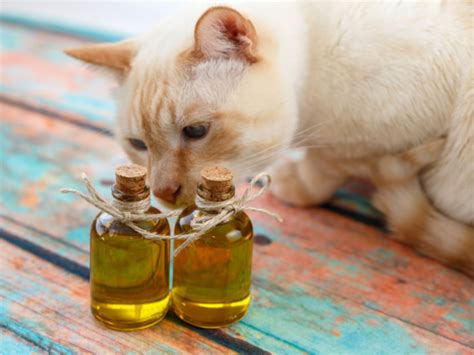 I used to diffuse lavender oil before going to sleep because i really liked the smell of it. Essential Oils for Cats: All You Need to Know | Organic Facts