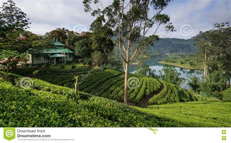 Sri Lankas Tea Estates Stock Image Image Of Castlereagh