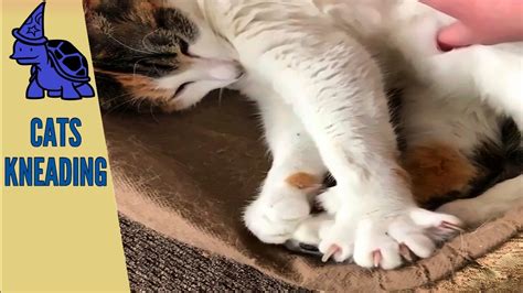 Maybe you would like to learn more about one of these? Exclusive Cat Air Biscuits | Simply Pets | Moments - 15 ...