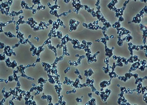Saccharomyces Yeast Cells Nikons Microscopyu
