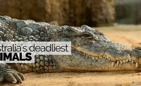 A List Of Australia S Deadliest Animals Has Been Revealed Triple M