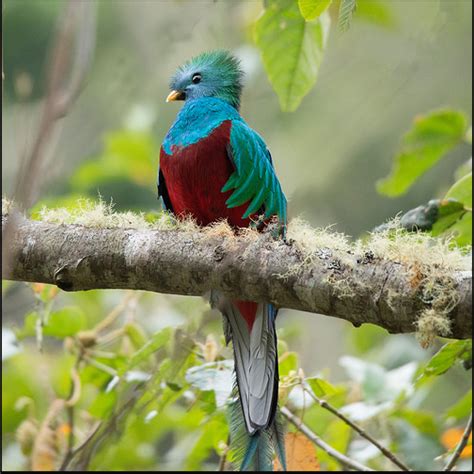 The National Bird Of Guatemala Is Quetzal The Guatemalan Bird Is A
