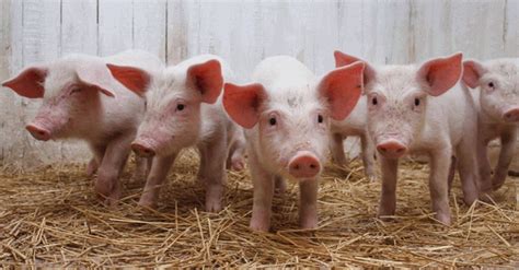 Curiosidades De Los Cerdos Y La Porcicultura